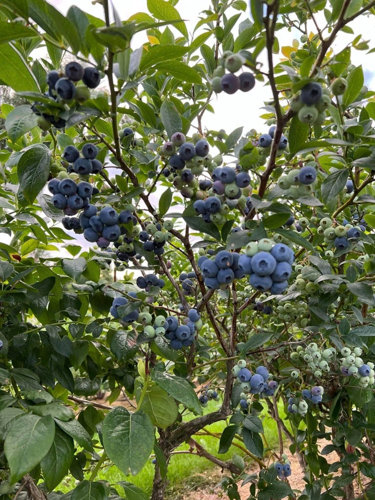 Uogakrūmiai