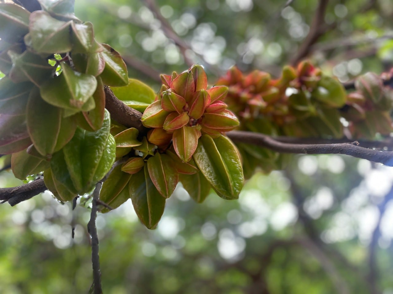 Karambola
