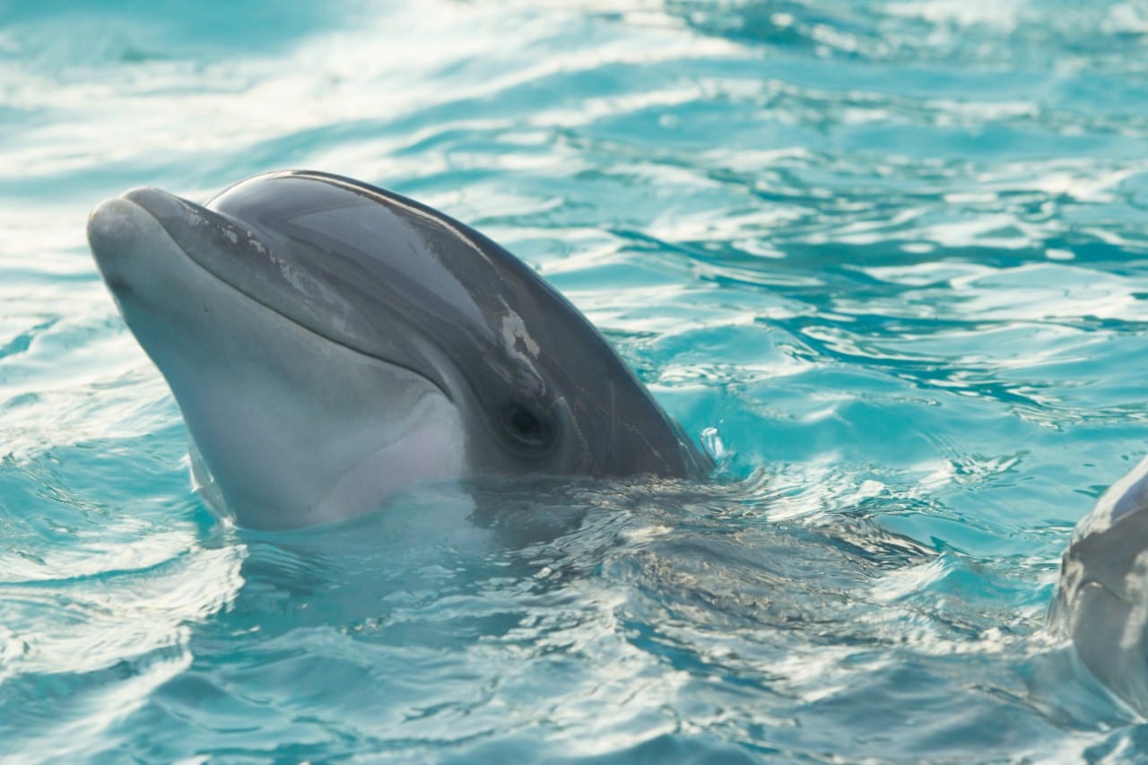 Delfinas